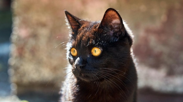 Hermoso gato negro de la ciudad de Tomsk en Siberia. Rusia.