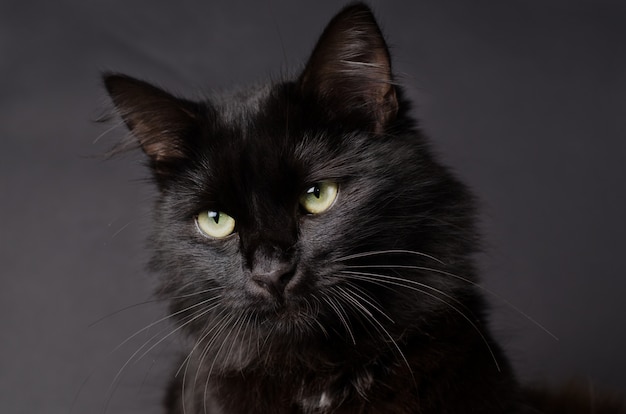 Hermoso gato negro esponjoso con ojos amarillos