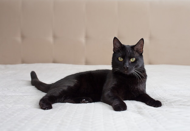 hermoso gato negro está acostado en un sofá beige blanco