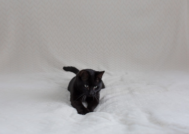 hermoso gato negro está acostado en un sofá beige blanco