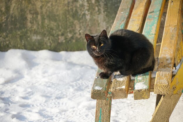 Un hermoso gato negro está sentado en un banco y tomando el sol durante un frío invierno nevado Un paseo de un gato doméstico en la nieve