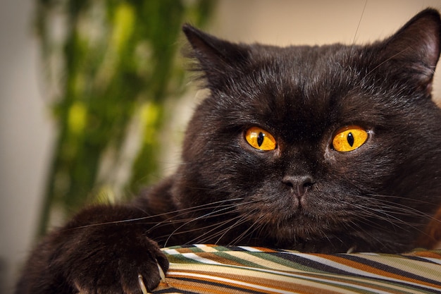 Hermoso gato negro en el hombro de un hombre.