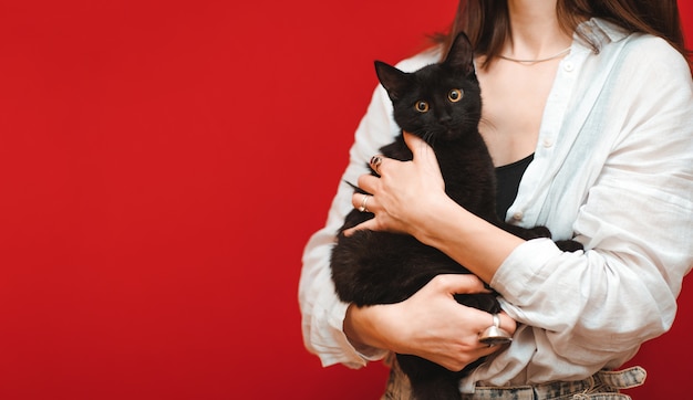 Hermoso gato negro con ojos amarillos se sienta en manos de una mujer