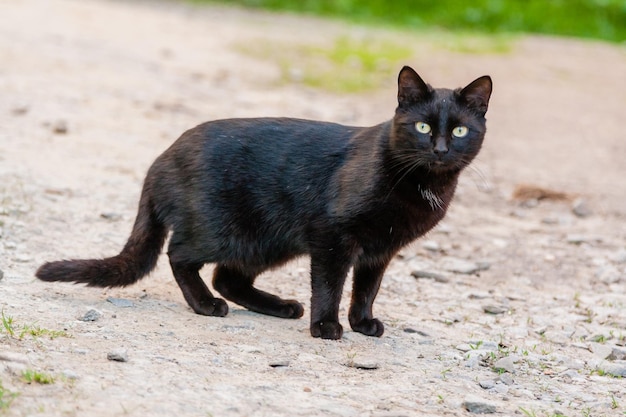 Hermoso gato negro con ojos verdes