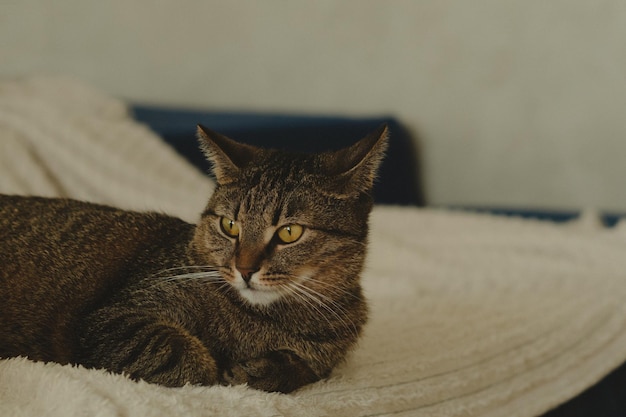 Hermoso gato con ojos amarillos yace en la cama