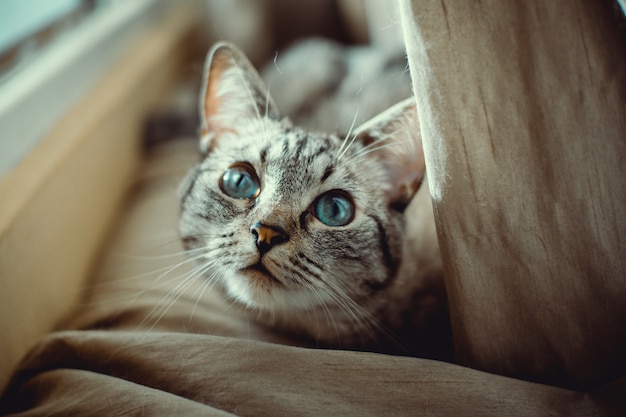 Hermoso gato con ojos azules