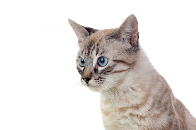 Hermoso gato con ojos azules