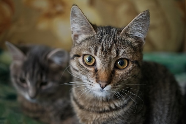 Hermoso gato con ojos brillantes