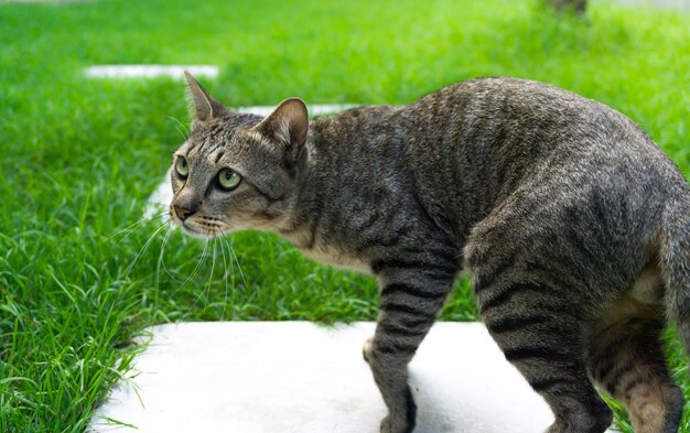 Hermoso gato con ojos mirando sobre la hierba verde, lindo gato marrón, gato acostado, gato juguetón vacaciones relajantes