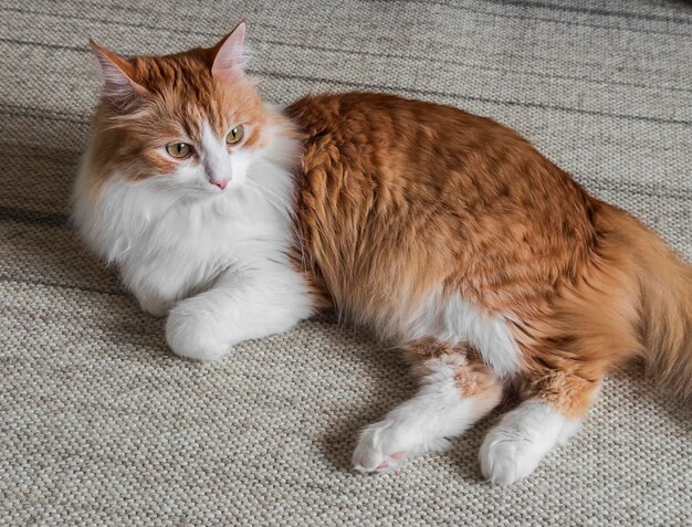 Un hermoso gato pelirrojo yace en la alfombra de la sala de estar