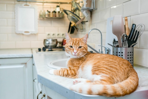 Hermoso gato de pelo largo de jengibre acostado en la mesa de la cocina en un día soleado en casa