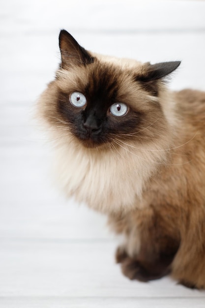 Hermoso gato de pelo largo con ojos azules