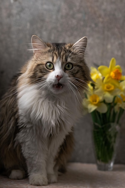 Hermoso gato de pelo largo con un pecho blanco, grandes ojos verdes y una nariz rosada se asienta sobre un fondo de f