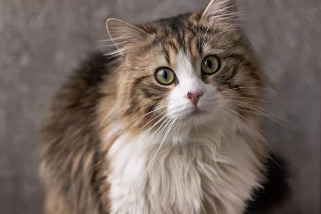 Hermoso gato de pelo largo con un pecho blanco, grandes ojos verdes y una nariz rosada mira a la cámara posando para el texto