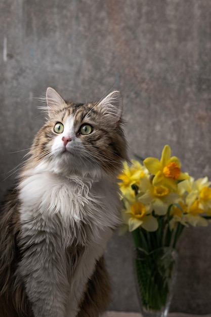 Hermoso gato de pelo largo con un pecho blanco, grandes ojos verdes y una nariz rosada se sienta sobre un fondo de flores y mira hacia otro lado de cerca
