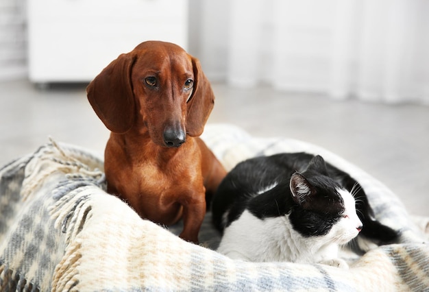 Hermoso gato y perro salchicha en tela escocesa