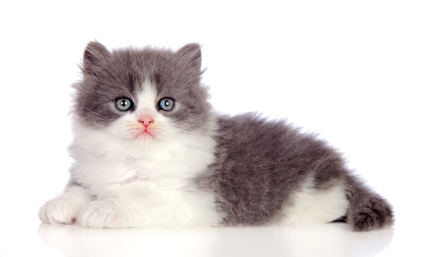 Hermoso gato persa gris acostado en el piso