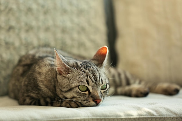 Hermoso gato en primer plano del sofá