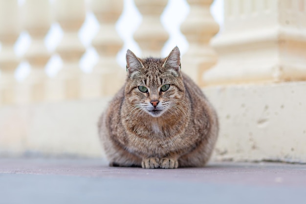 Un hermoso gato en primer plano yace y descansa sobre una mesa en la naturaleza El gato luego mira y duerme