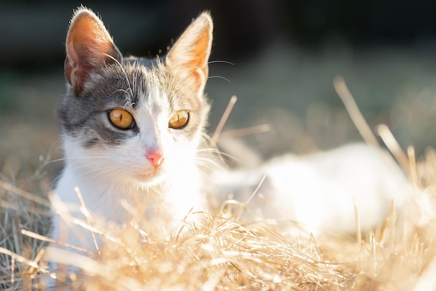 Hermoso gato de pueblo en la hierba verde