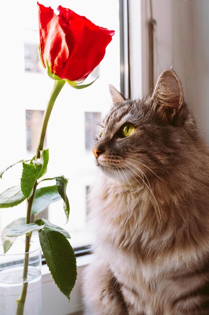 hermoso gato rayado gris se sienta junto a la ventana junto al capullo de rosa en vidrio