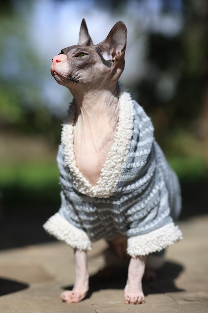 Un hermoso gato de la raza Don Sphinx con ropa de punto camina al aire libre Enfoque suave