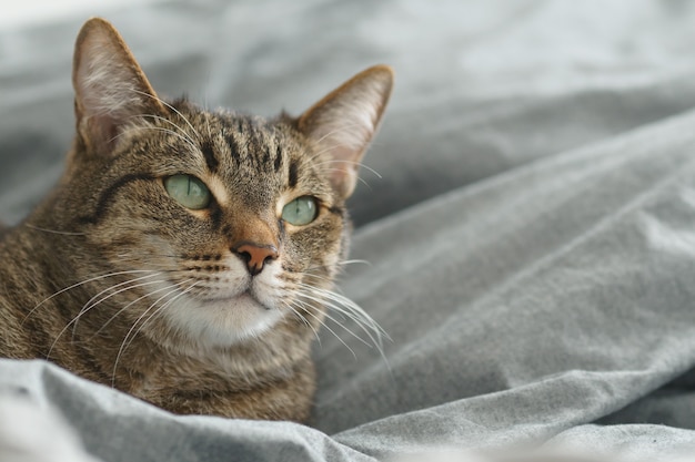 Hermoso gato de raza pura se encuentra en la cama.