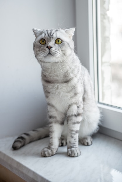 Hermoso gato de raza pura rayas Scottish Fold descansando en la ventana