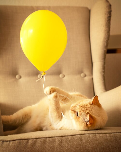 Hermoso gato rojo y blanco gordo jugando con un globo amarillo