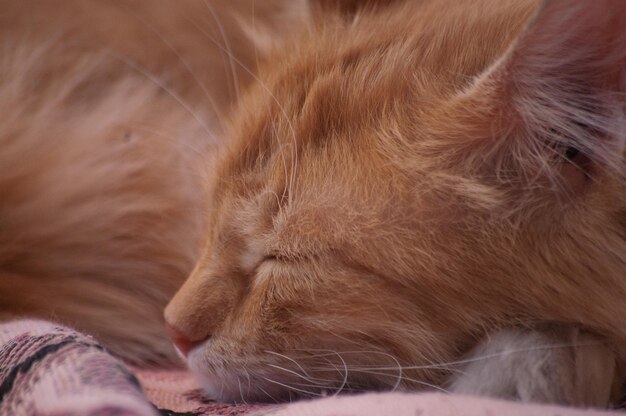 Hermoso gato rojo y esponjoso se sienta en un banco