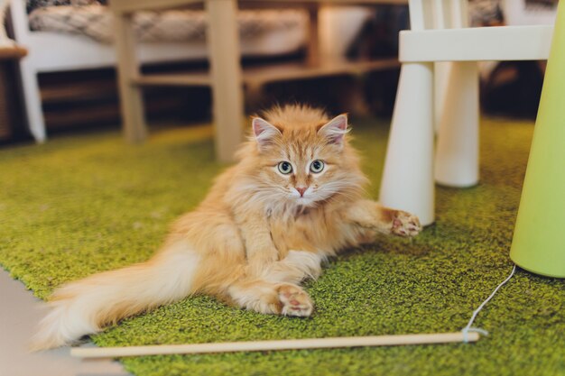 Hermoso gato rojo en foco. Ojo de gato.