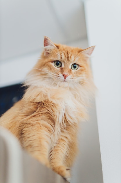 Hermoso gato rojo en foco. Ojo de gato.