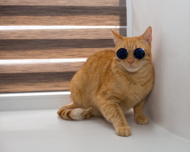 hermoso gato rojo con gafas en la ventana