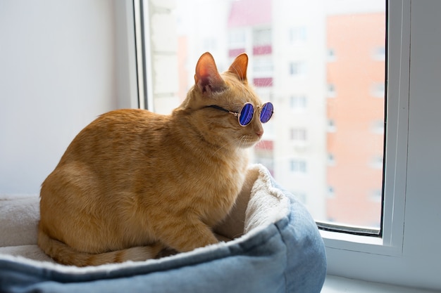 hermoso gato rojo con gafas en la ventana