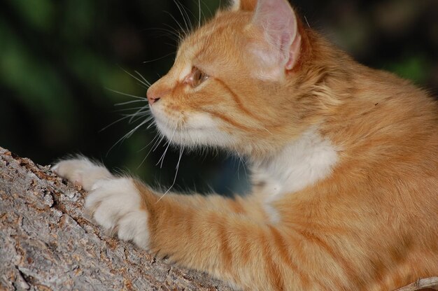 Hermoso gato rojo en el jardín camina cerca de un árbol