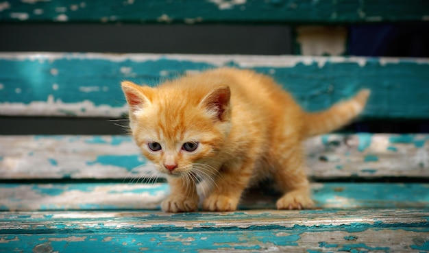 Hermoso gato rojo con ojos azules
