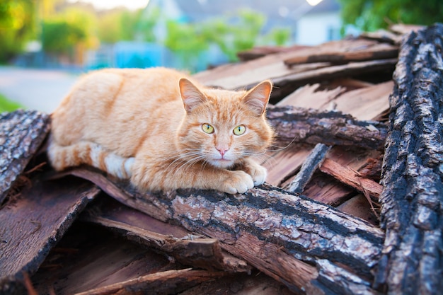 Hermoso gato rojo pone en madera verano