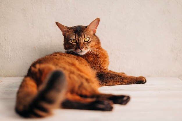 Hermoso gato rojo en el retrato de cloesup de fondo blanco animales domésticos y mascotas