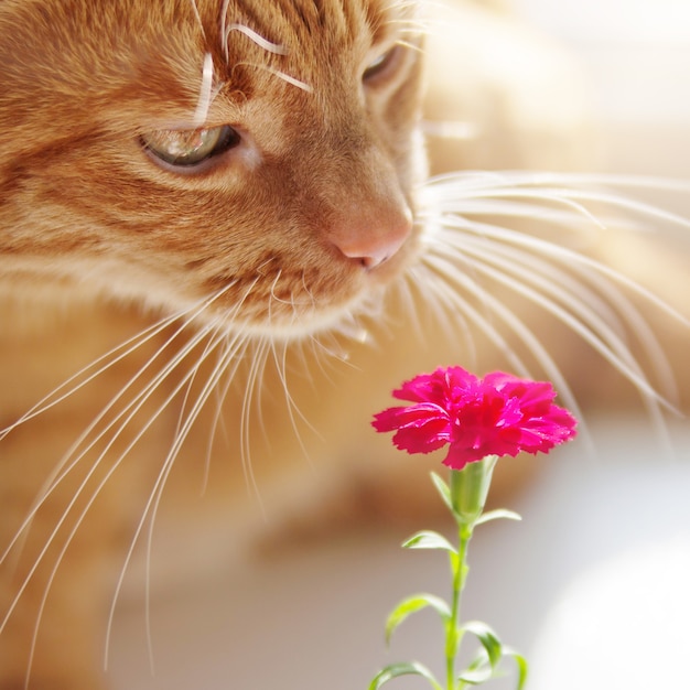 Hermoso gato rojo sentado en casa