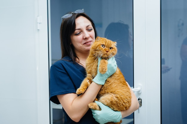 Un hermoso gato rojo se sienta en los brazos de un veterinario en una clínica moderna. Medicina Veterinaria.