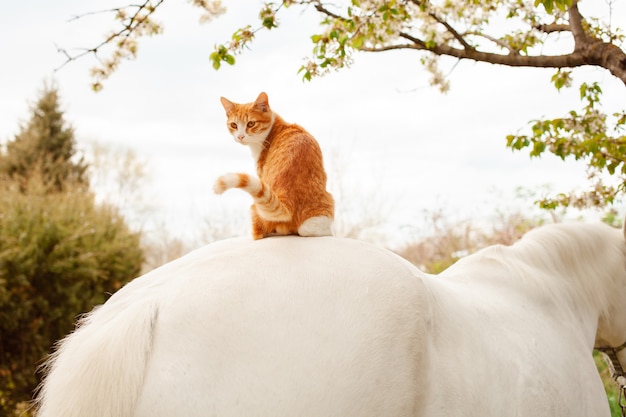 Un hermoso gato rojo se sienta en el lomo del caballo.