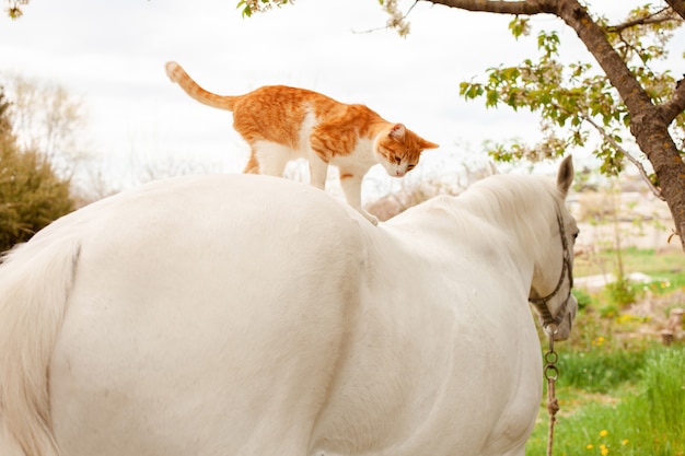 Un hermoso gato rojo se sienta en el lomo del caballo.