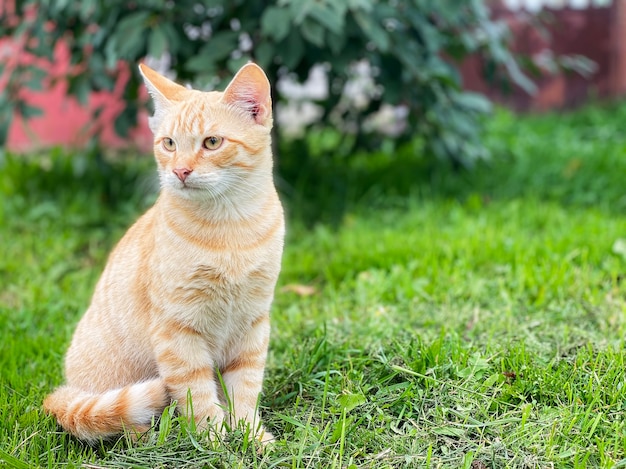 Un hermoso gato rojo se sienta sobre una hierba verde