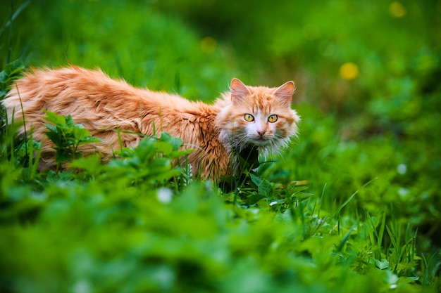 Hermoso gato rojo sobre la hierba verde. Día de verano.