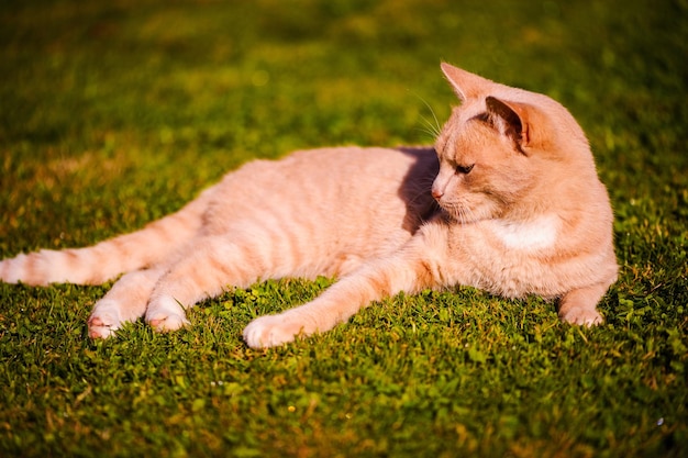 Hermoso gato rojo sobre hierba verde día de verano