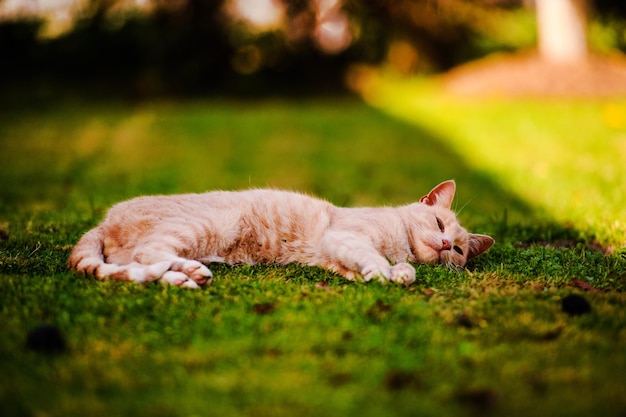 Hermoso gato rojo sobre hierba verde Día de veranoPlaneta animal