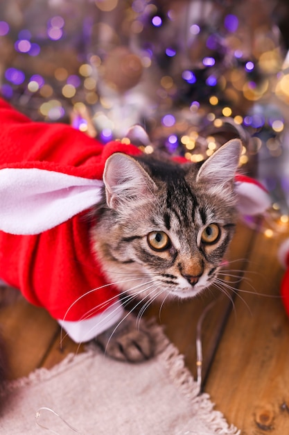 Hermoso gato en ropa de santa claus.