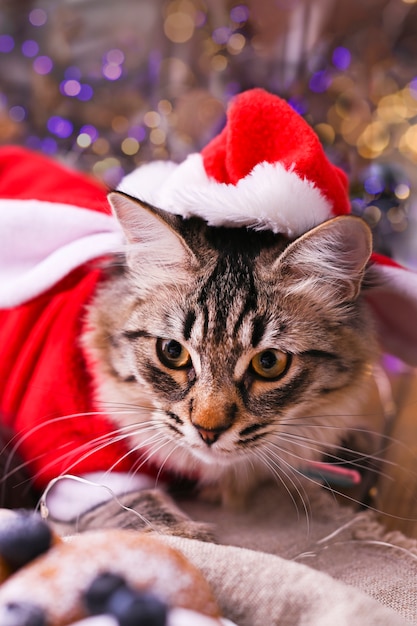 Hermoso gato en ropa de santa claus.