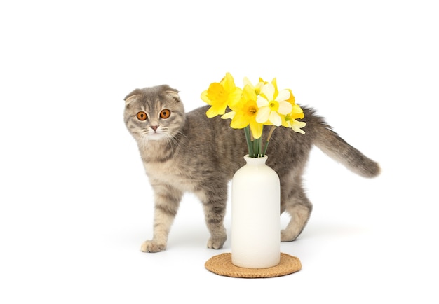 Un hermoso gato scottish fold esponjoso se encuentra junto a un jarrón con flores amarillas sobre fondo blanco.