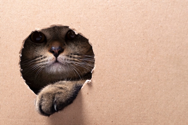 Un hermoso gato scottish fold mira en una caja de cartón recortada, espacio para texto